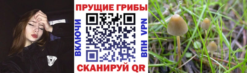 Псилоцибиновые грибы MAGIC MUSHROOMS  даркнет сайт  Ульяновск 
